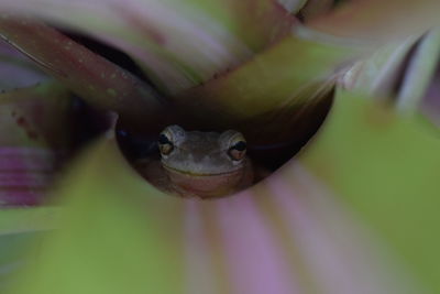 Close-up of frog on leaf