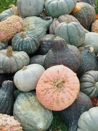 Close-up of pumpkins