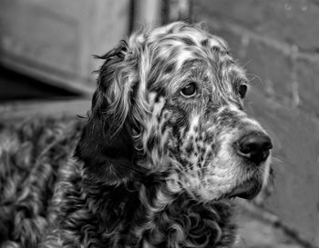 Close-up of dog looking away