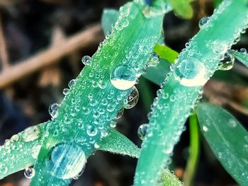 Close-up of water drops on leaves