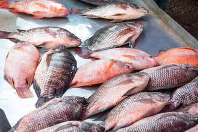 High angle view of fish for sale in market