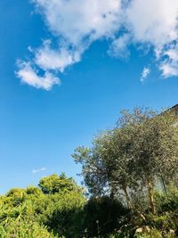 Low angle view of trees against blue sky