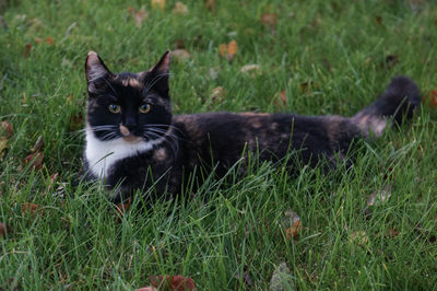 Portrait of a cat on field