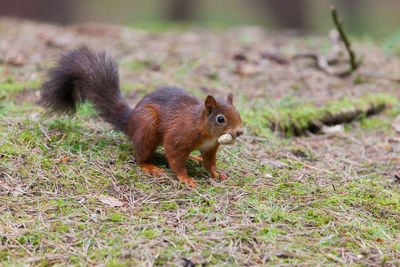 Low angle view of squirrel on grassy field