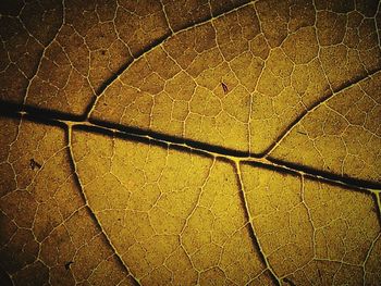 Full frame shot of tiled floor