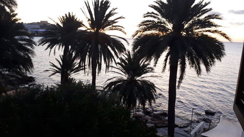 Silhouette palm trees at beach against sky