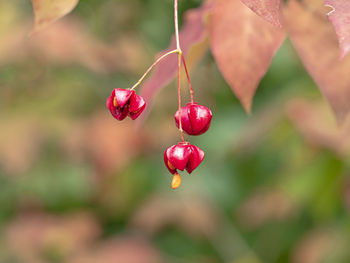 Closeup of bright red euonymus maximowiczianus berries on a shrub with one berry splitting open