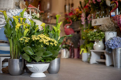 Close-up of potted plant on table