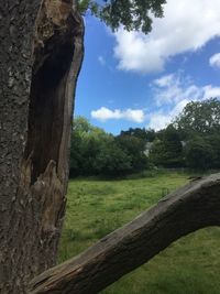 Tree trunk against sky