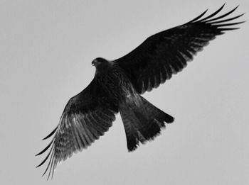 Low angle view of birds flying over white background