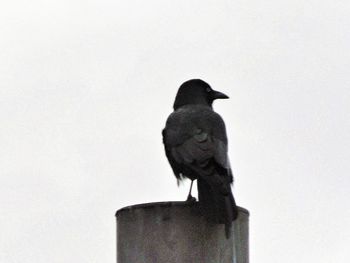 Low angle view of birds perching on tree