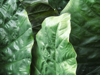 Close-up of fresh green leaves