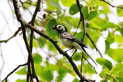 Low angle view of bird perching on branch