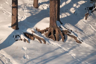 High angle view of snow on tree trunk during winter