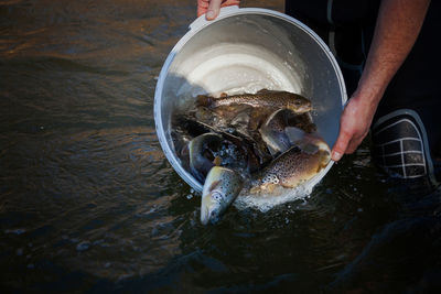 High angle view of hand holding fish in water