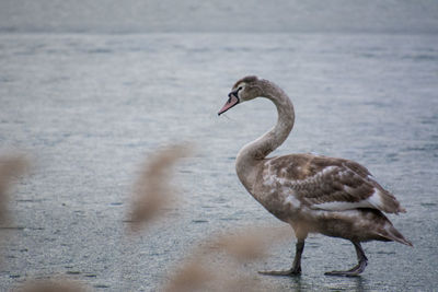 Close-up of bird perching on water