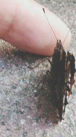 High angle view of insect on hand