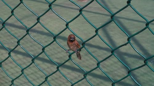 Close-up of bird seen through chainlink fence