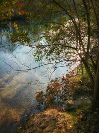 Reflection of trees in water