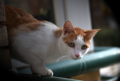 Close-up portrait of a cat