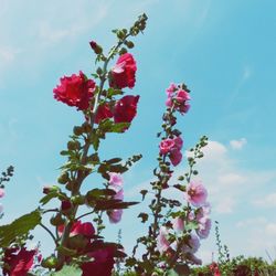 Low angle view of pink flowers