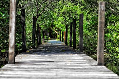 Footpath amidst trees