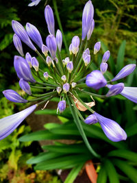 Close-up of purple flowering plant