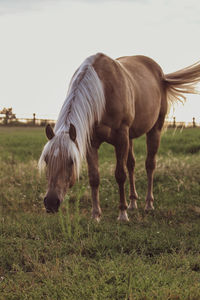 Horse grazing on field
