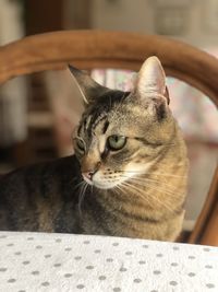 Close-up of a cat looking away