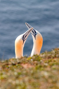 Close-up of two birds on land