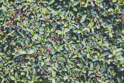 Full frame shot of ivy growing on plant