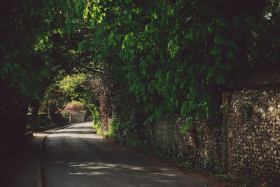 Footpath along trees