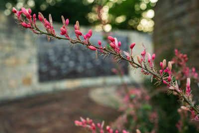 Close-up of pink flowering plant