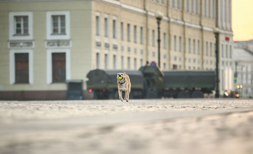 Dog walking on street in city