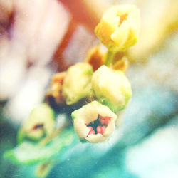 Close-up of flower