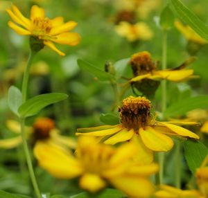 Close-up of honey bee on yellow flower blooming outdoors