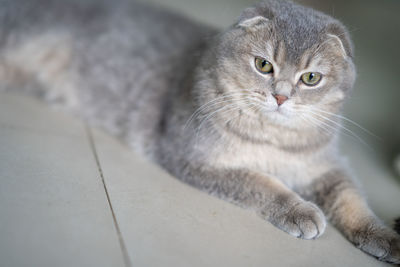 A grey scottish fold cat was resting