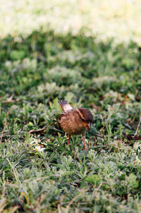 Bird perching on a field