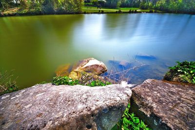 Close-up of crab on rock by lake