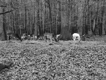 Horses on field in forest