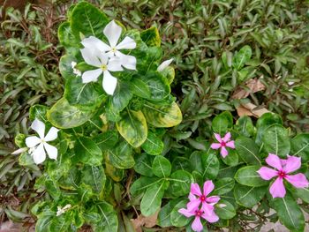 High angle view of flowers blooming outdoors