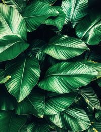 Full frame shot of palm leaves