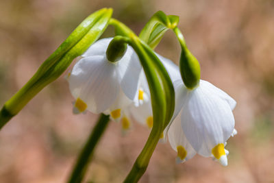 Close-up of white flowering plant