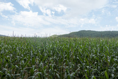 Crops growing on field against sky