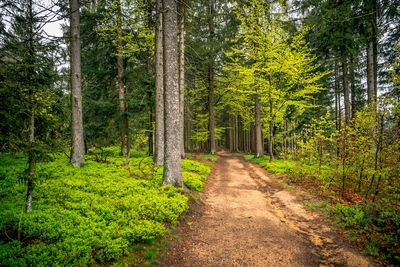 Forest photo from the bavarian forest after the rain