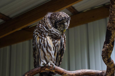 Close-up of eagle perching on wood