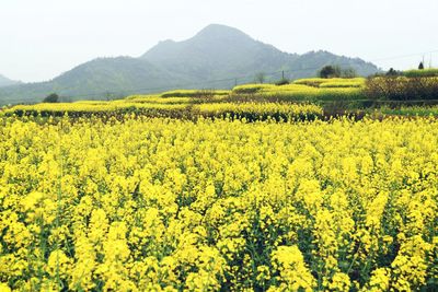 Scenic view of oilseed rape field