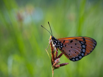 Close-up of butterfly on plant