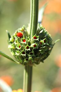 Close-up of plant growing outdoors