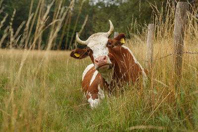 Cow sitting in the fields 